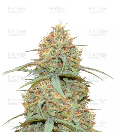 Original Auto Cheese — Fast Buds