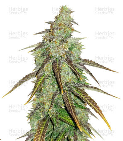 Bangi Haze x Ethiopian — Ace Seeds