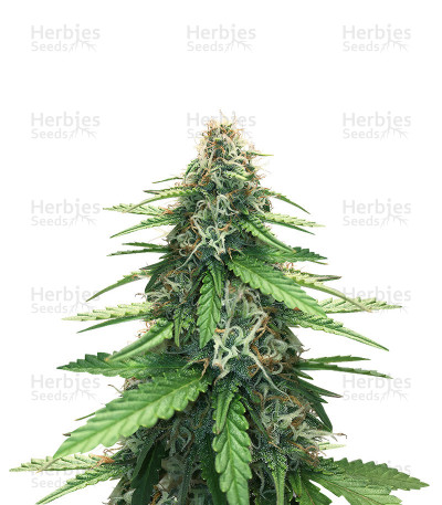 Fruit Cake Autoflower — Seedstockers