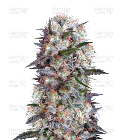 Kali China — Ace Seeds