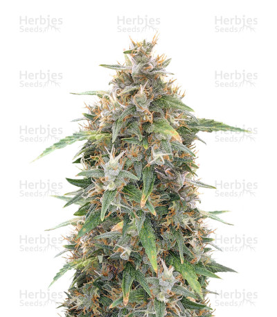 Malawi x Panama — Ace Seeds
