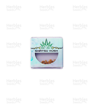 Shiatsu Kush — BC Bud Depot Seeds