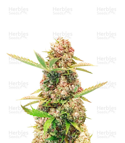 Amnesia Kush Auto — Herbies Seeds