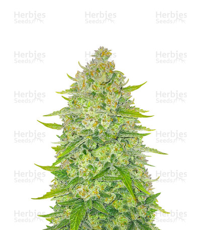 Papaya Cookies Auto — Fast Buds