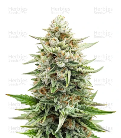 Bruce Banner #3