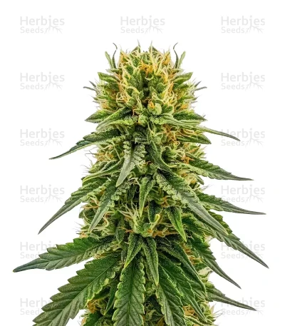OG Kush seeds — Barney's Farm