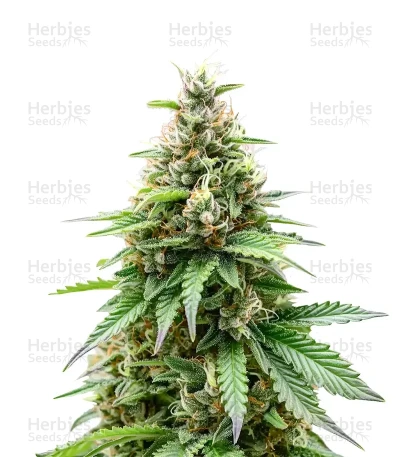 Orange Sherbet FF — Fast Buds