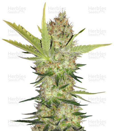 Big Buddha Cheese