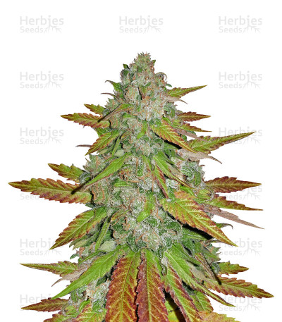 Purple Queen — Royal Queen Seeds