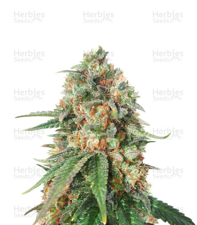 Afghan Kush x Super Skunk — Herbies Seeds