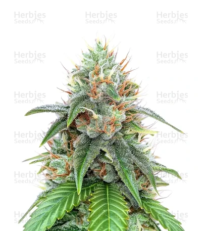 22 — Cali Connection Seeds