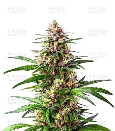 Extraction Ooze — World Wide Cultivars