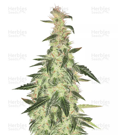 Northern Light Auto — Xtreme Seeds