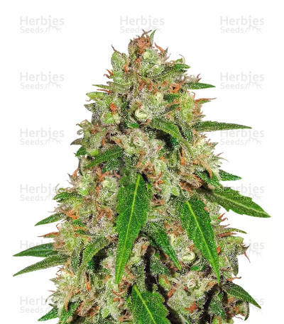 Speed Haze — Blackskull Seeds