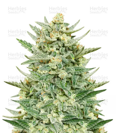 Strawberry Banana Auto — Fast Buds