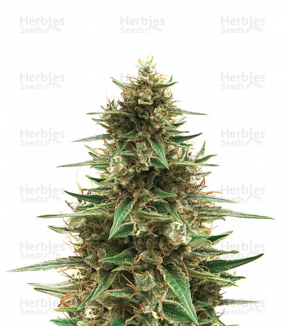 Silver Lime Haze CBD