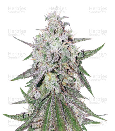 Dark Ghost Train — Rare Dankness Seeds