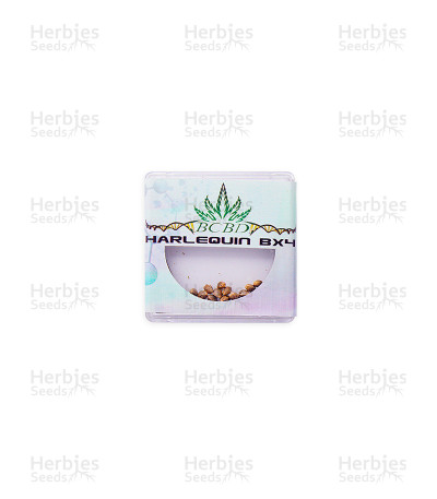 Harlequin Bx4 — BC Bud Depot Seeds