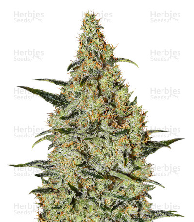 Neville's Haze