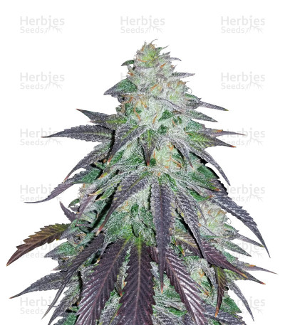 OGKZ — Humboldt Seeds Organization