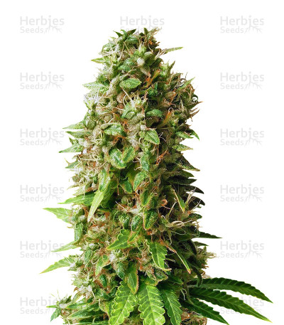 Princess Haze