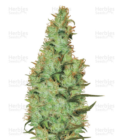 White Label Jack Herer — White Label Seed Company