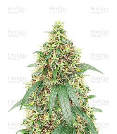 Buddha Haze — Big Buddha Seeds