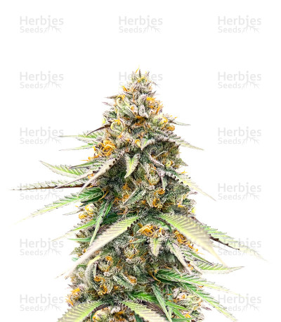 Delicious Cookies Early Version — Delicious Seeds