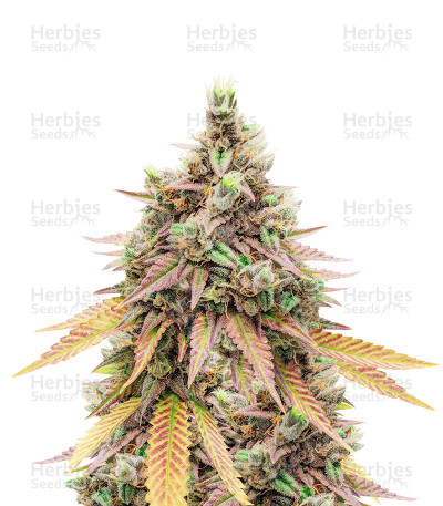 Fruit Salad — Expert Seeds