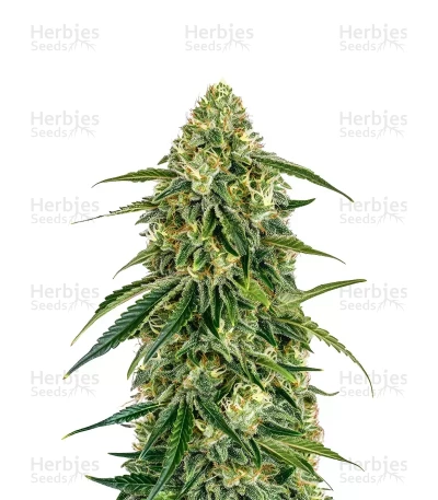 Lemon Haze — Barney's Farm