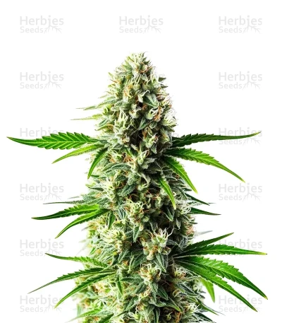 Nikki & Swami's Lemon OG