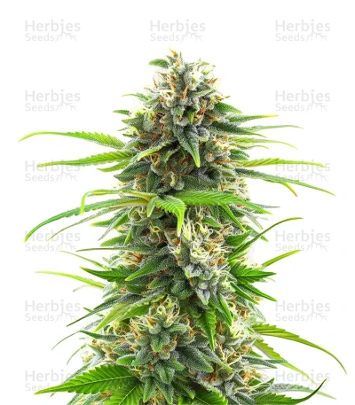 Super OG Kush