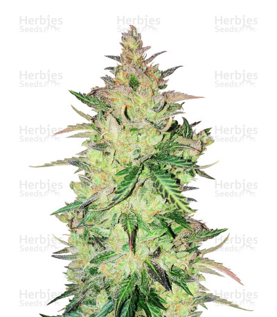 Gorilla OG Auto