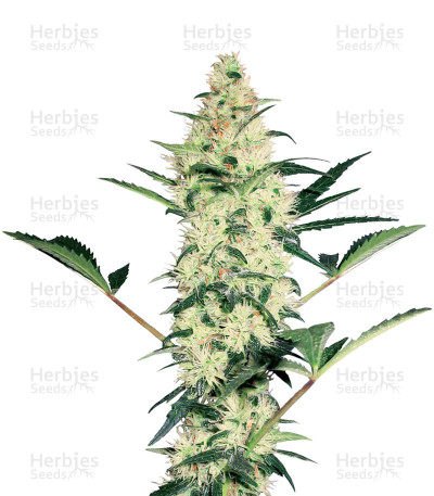 White Diesel — White Label Seed Company