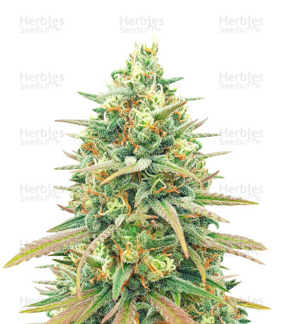 Blueberry Fast Version — Herbies Seeds