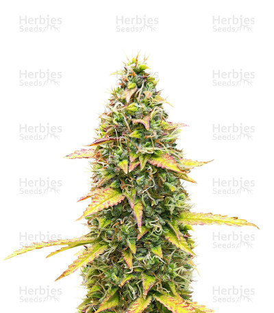 Kosher Kush 66 Autoflower — EGS