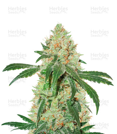 Nicole Cream — Seedstockers