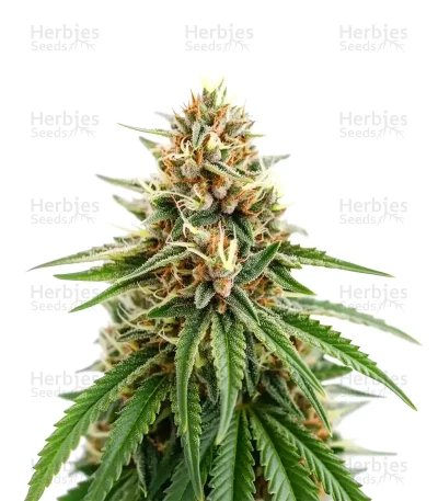 Gorilla Super Glue — Super Sativa Seed Club