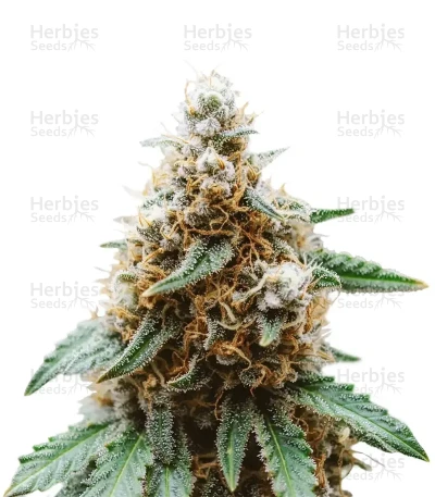 Mimosa Auto