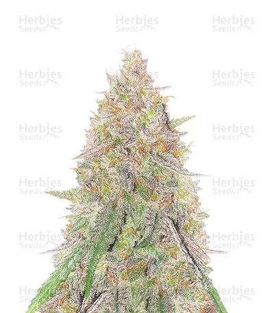 Sangria Poison Autoflower — Seedkeepers