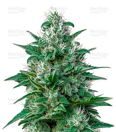 Auto White Widow CBD — Green House Seeds