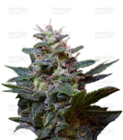 Sweet Purple — Paradise Seeds