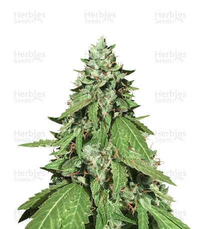 Candy Dawg Auto