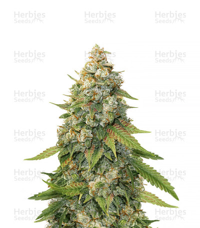 Golden Lemon Haze