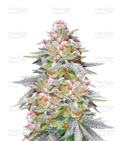 Pina Rita — TGA Subcool Seeds (SubCool’s The Dank)