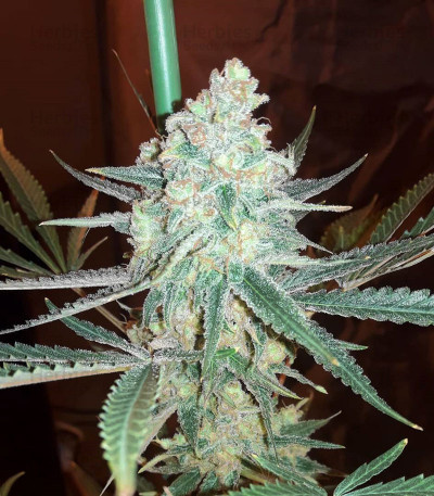 Buy Somango feminized seeds by Soma Seeds - Herbies