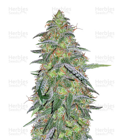 Tangilope — DNA Genetics