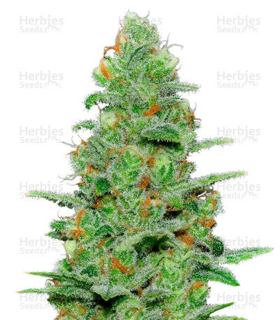 Crazy Miss Hyde Auto — Samsara Seeds