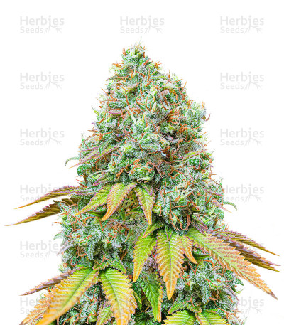 Sour Diesel