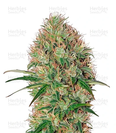 Super Bud Auto — Green House Seeds